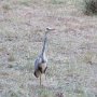 Ein Reiher unterwegs auf der Schondelle-Wiese